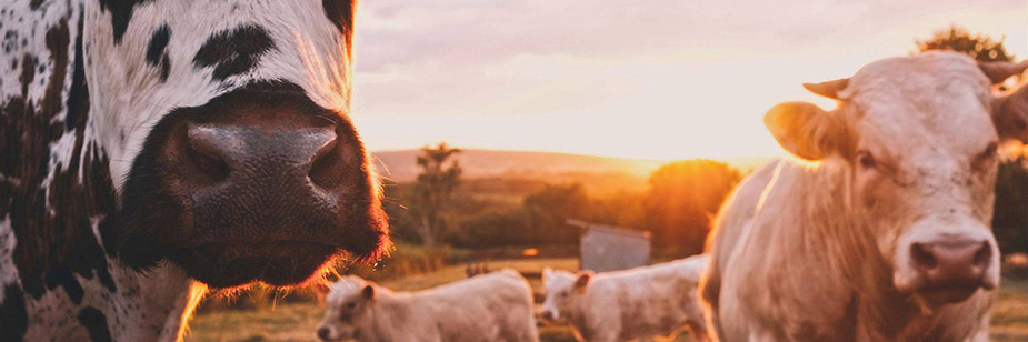 medicina veterinária ou agronomia