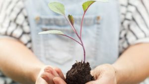 agroecologia