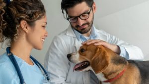 veterinária e clientes