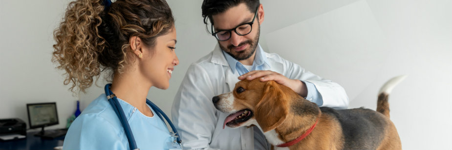 veterinária e clientes