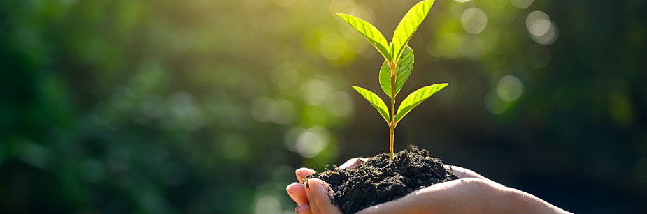 planta na mão representando agricultura sustentável