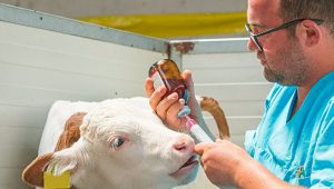 veterinário vacinando gado no estágio medicina veterinária campo grande ms