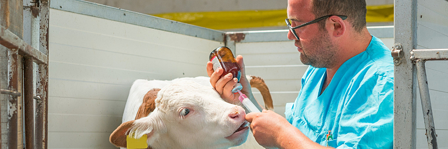 veterinário vacinando gado no estágio medicina veterinária campo grande ms